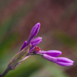 Close-up of pink rose flower
