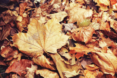 Beautiful close up of maple leaf with colorful yellow red dry autumn fall leaves on background