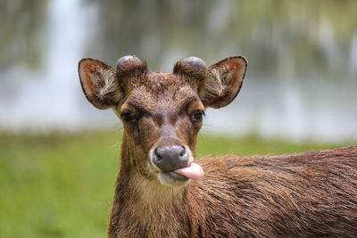 Close-up portrait of deer