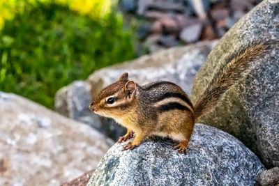 Close-up of chipmunk on rock