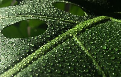 Macro shot of water drops on leaf