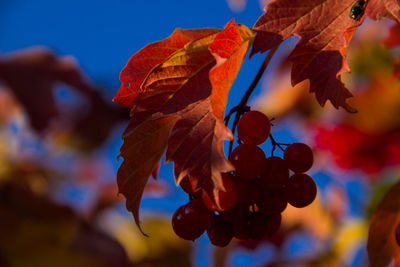 Close-up of arrowwood berries on tree