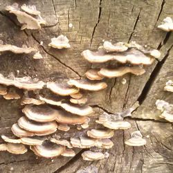 Close-up of mushrooms on tree trunk