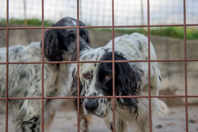 Portrait of dog in cage