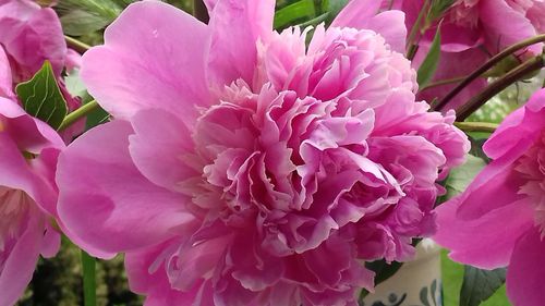 Close-up of pink flowers blooming outdoors