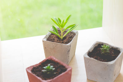 High angle view of potted plant