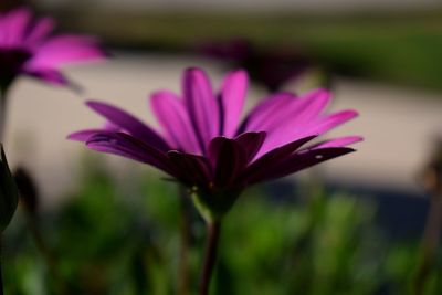 Close-up of pink flower blooming outdoors