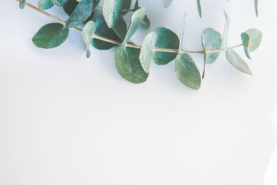 Close-up of leaves over white background