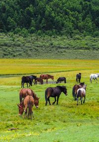 Horses grazing in a field