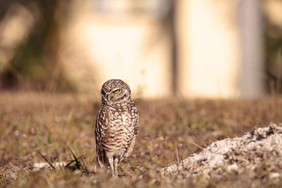 Burrowing owl athene cunicularia perched outside its burrow on marco island, florida