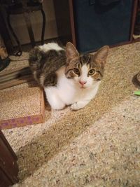 pet