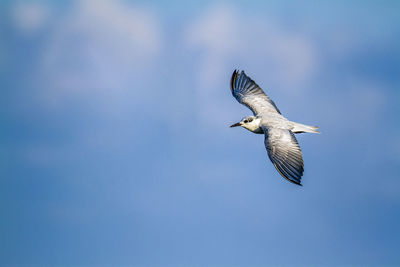 Low angle view of bird flying