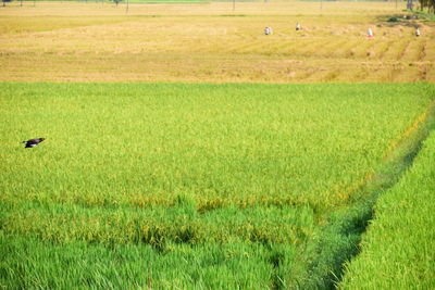 Scenic view of agricultural field