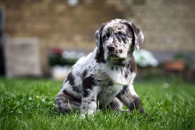 Portrait of dog sitting on field