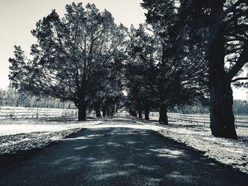 Road amidst trees in park