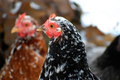 Close-up of a bird