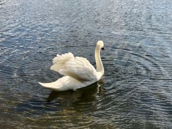 Swan swimming in lake