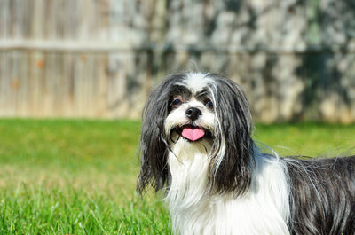 Close-up portrait of dog