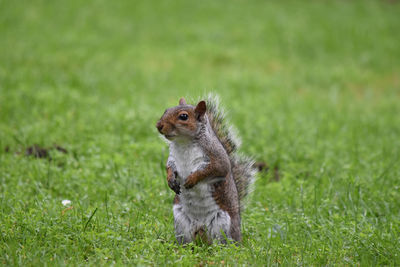 Squirrel on grassy field