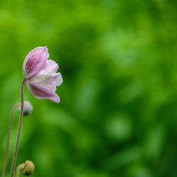 Close-up of flower blooming outdoors