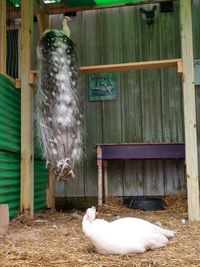 View of a bird in cage