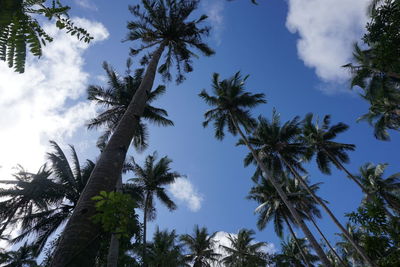 Low angle view of trees against sky