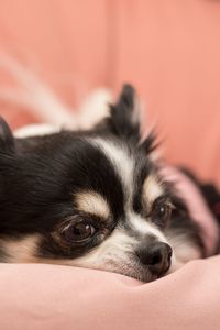 Close-up of a dog