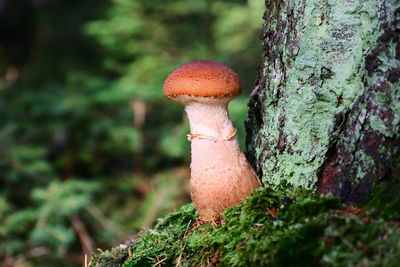 Close-up of mushroom growing on tree trunk