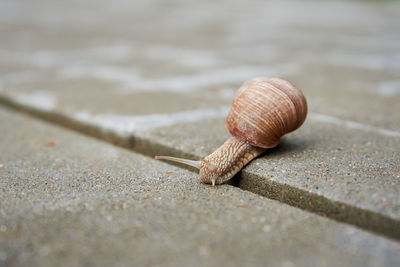 Burgundi snail gliding on the asphalt