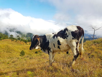 Cow standing in a field