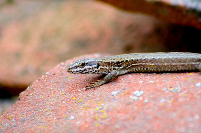 Close-up of lizard on rock warming itself in the midday sun