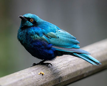 Close-up of parrot perching on wood