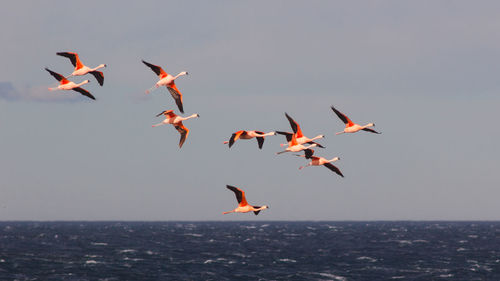 Birds flying over sea against clear sky