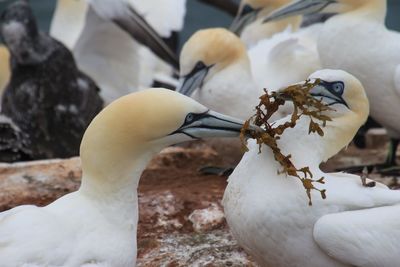 Close-up of birds