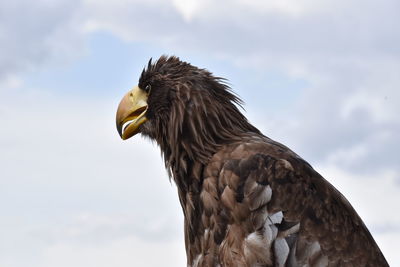 Close-up of eagle against sky