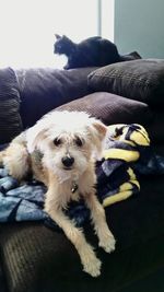 Close-up of dog relaxing on sofa at home