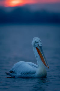 Close-up of pelican