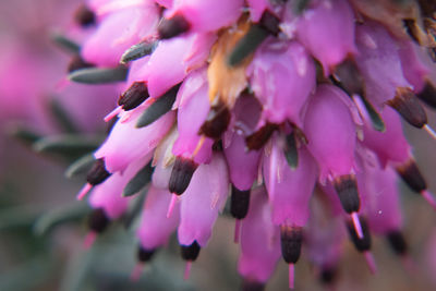 Close-up of pink flower