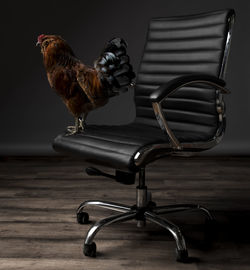 Close-up of chicken perching on chair against wall