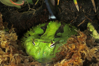 High angle view of green frog on land
