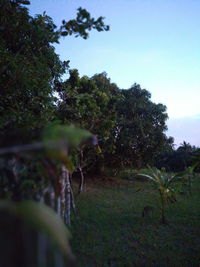 Trees growing on field against sky