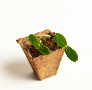 Close-up of small plant against white background