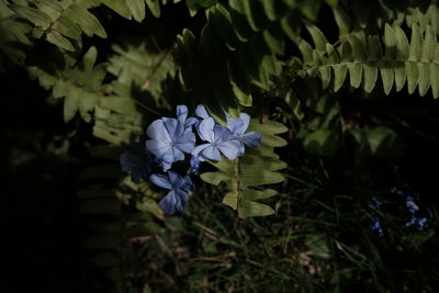 Close-up of purple flowering plants