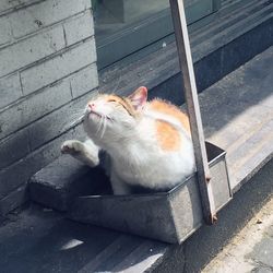 View of cat yawning in cage