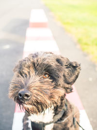 Close-up of dog on road