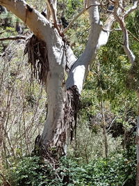 Close-up of bare tree in forest