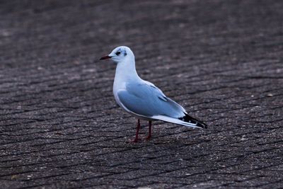 Seagull perching on wood