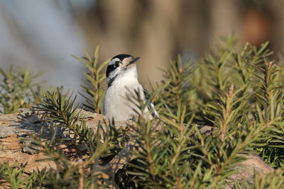 Close-up of bird perching on a plant