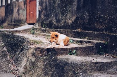 Dog relaxing on wall