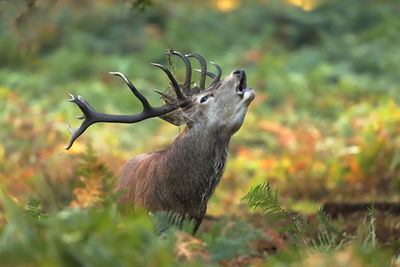 Deer on a field